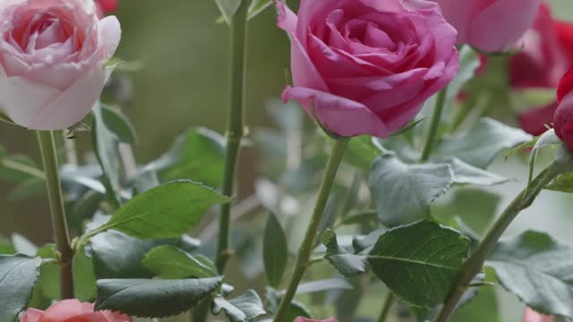 Rose flowers