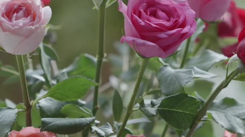 Rose flowers