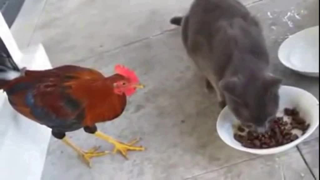 A chicken beat a cat and wins the food (Try and be patient to win)