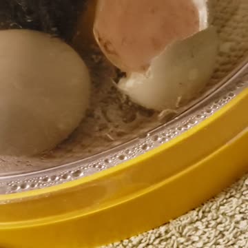 New Baby Chick's in my brinsea Incubator 🐤