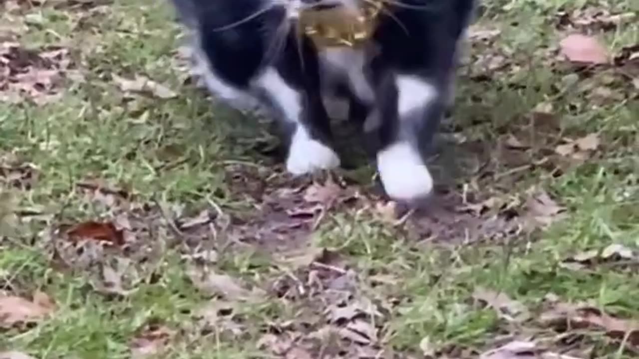 Cute cat video