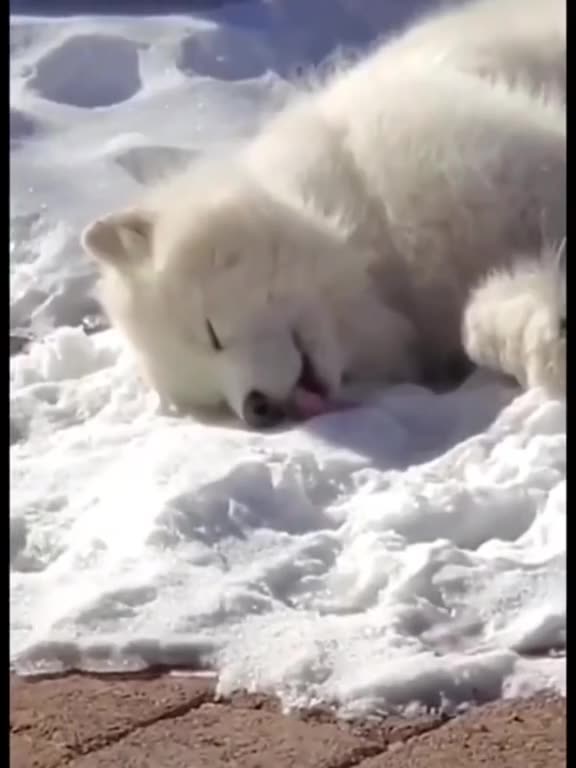 Dog food for small dogs