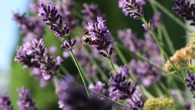 See how beautiful bees play among the flowers 😍