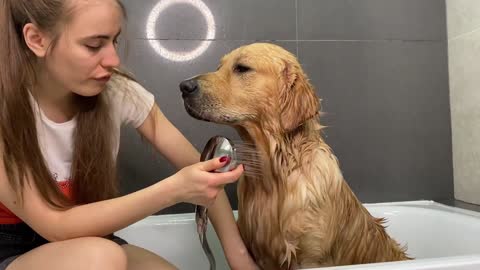 What Bathing My Golden Retriever Looks Like!