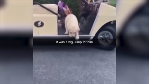 Funny animals 😂 they never stop 😂😂