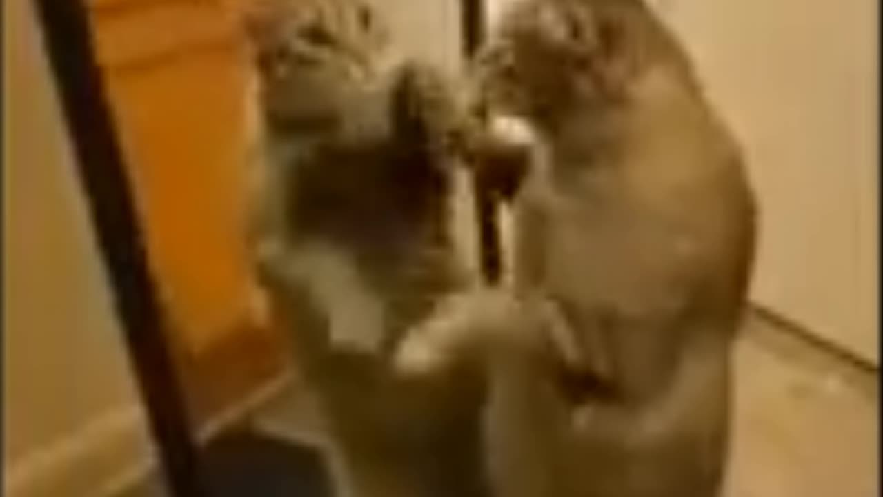 Cat funny clip 🤣🤣🤣 #cat #cats #funnyclips #viral #trending #rumble #shorts!!!