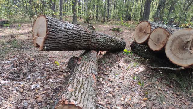 Big firewood in the forest