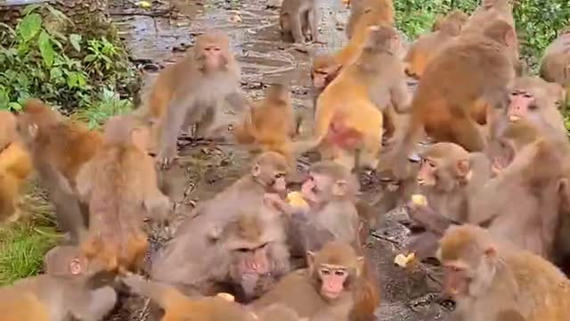 Poor Monkey - Give a way - the world is beautiful