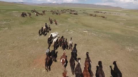 epic herd of horses galloping in the wild endless steppes of mongolia drone shot