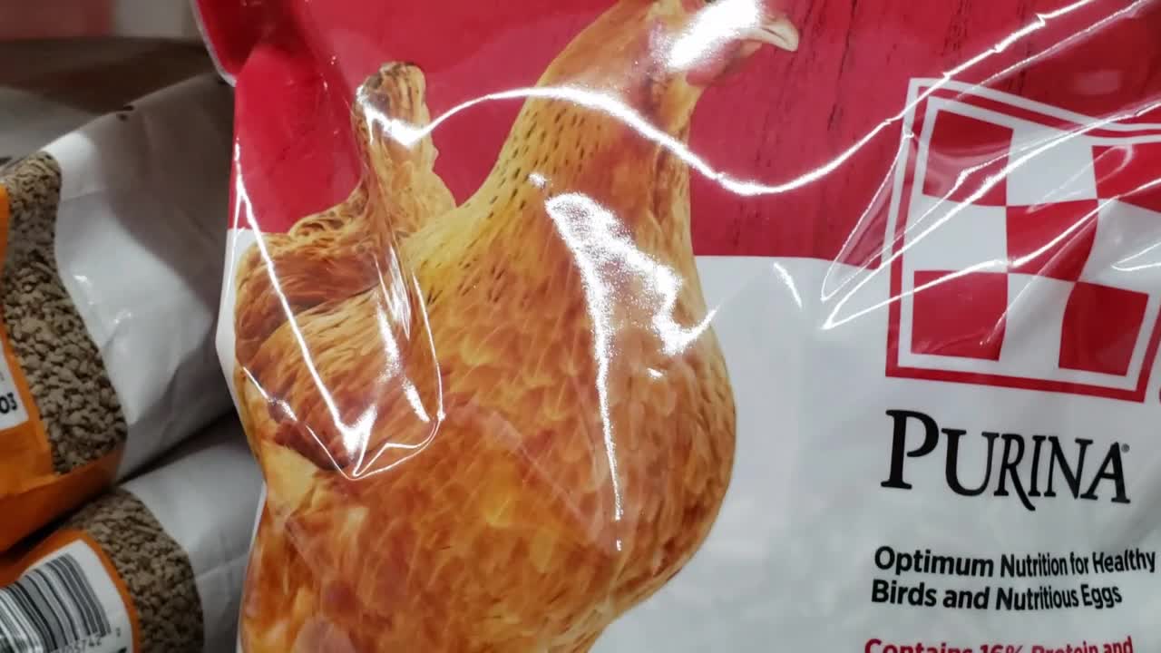 HOW EXPENSIVE IS IT TO FEED YOUR BARNYARD BIRDS?