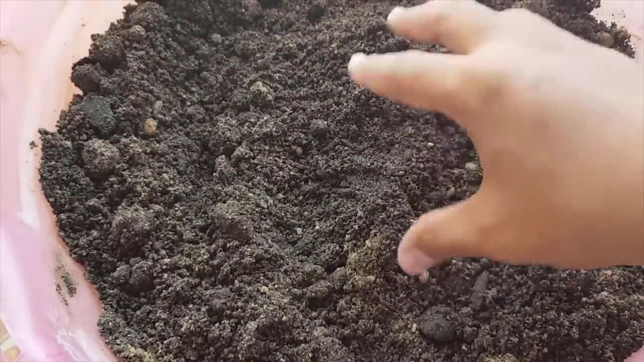 Como ter Abacate em vaso de 20 Litros produzindo!