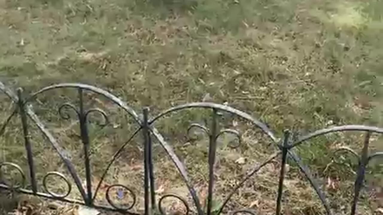Ο ΜΠΕΓΚΑΣ..ΣΑΡΩΝΕΙ ΤΑ ΣΚΥΛΙΑ ΣΤΟ ΜΩΛΟ ..