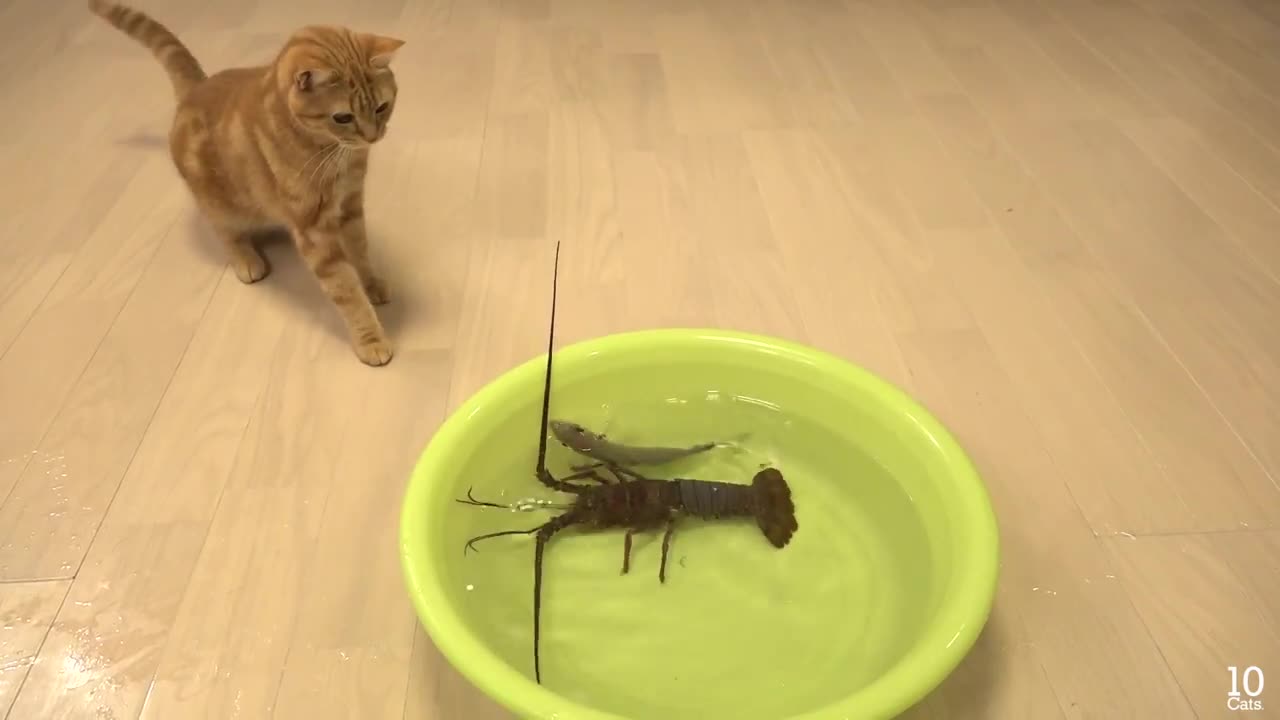 Japanese spiny lobster vs Cat