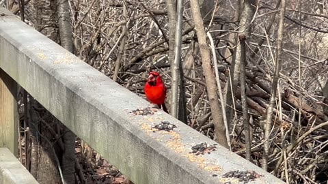 Birds of James Gardens Park