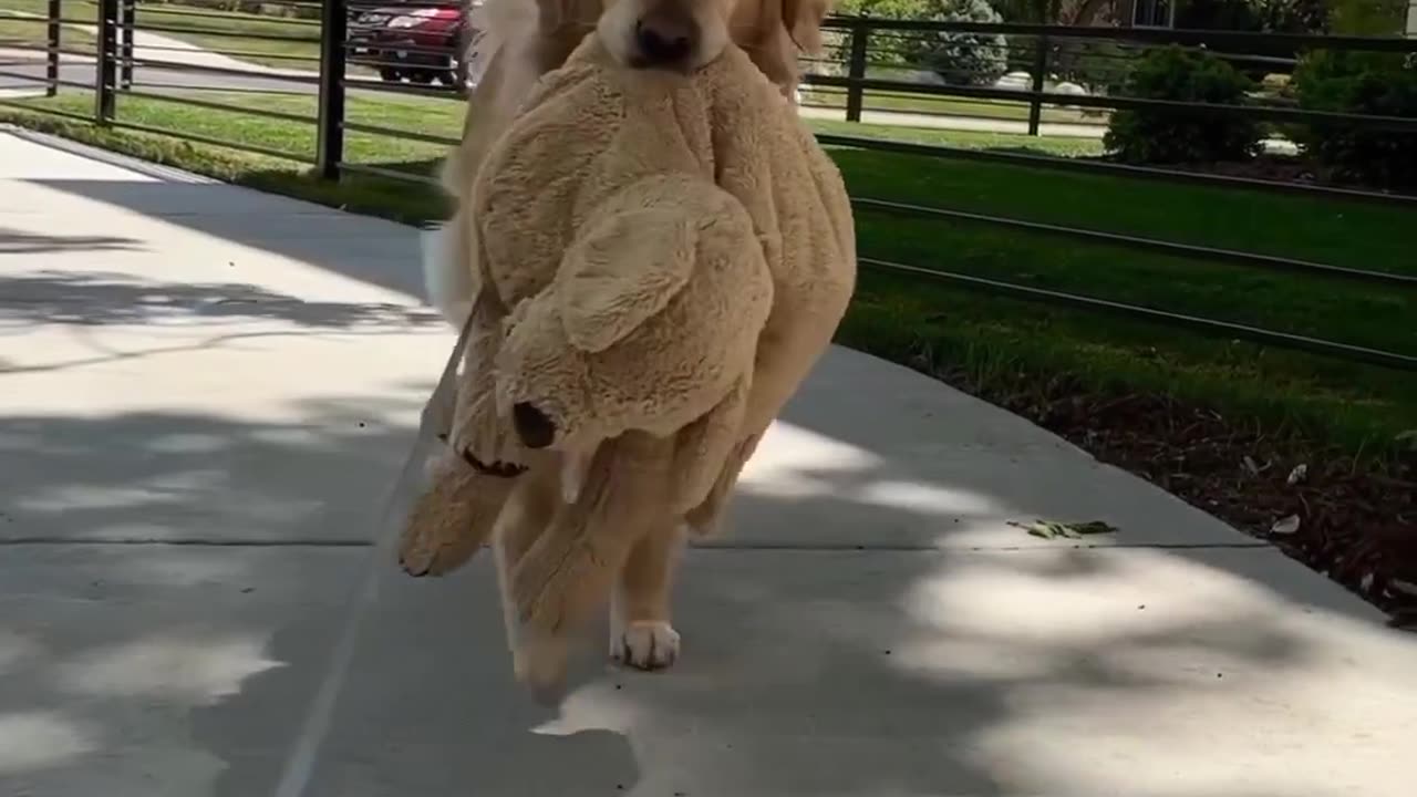 Dog walk with favourite teddy toy
