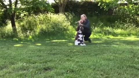 Dog Does Tricks While Owner Leads Them With Flute