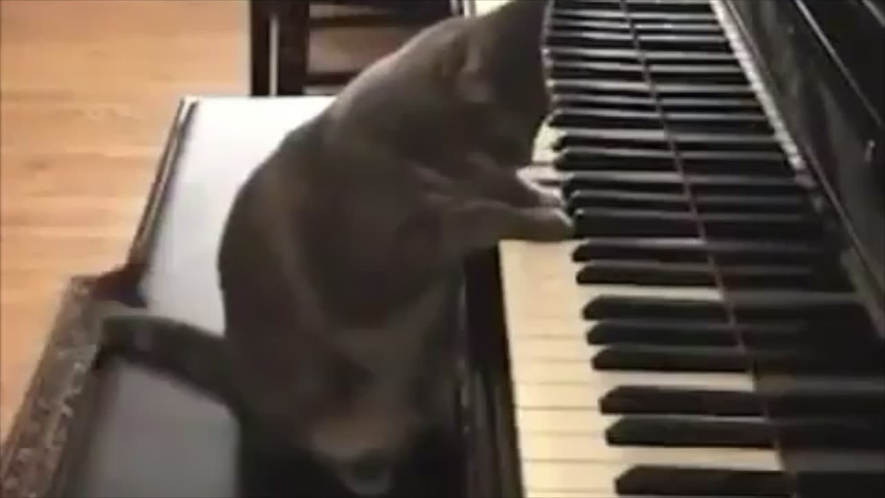 Wildly Hilarious: The Funniest Animal Moments Caught on Camera!
