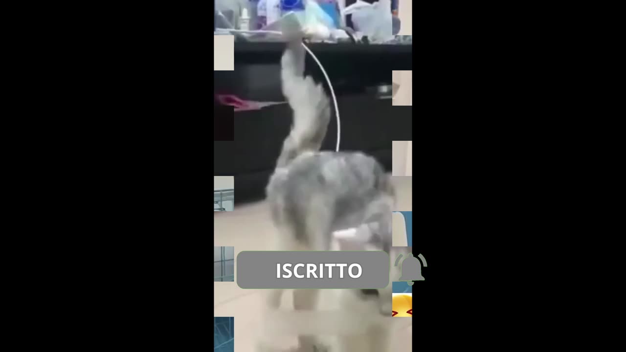 Prova a Non Ridere: Gatti Pazzi e Adorabili!