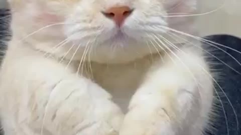 Funny cat