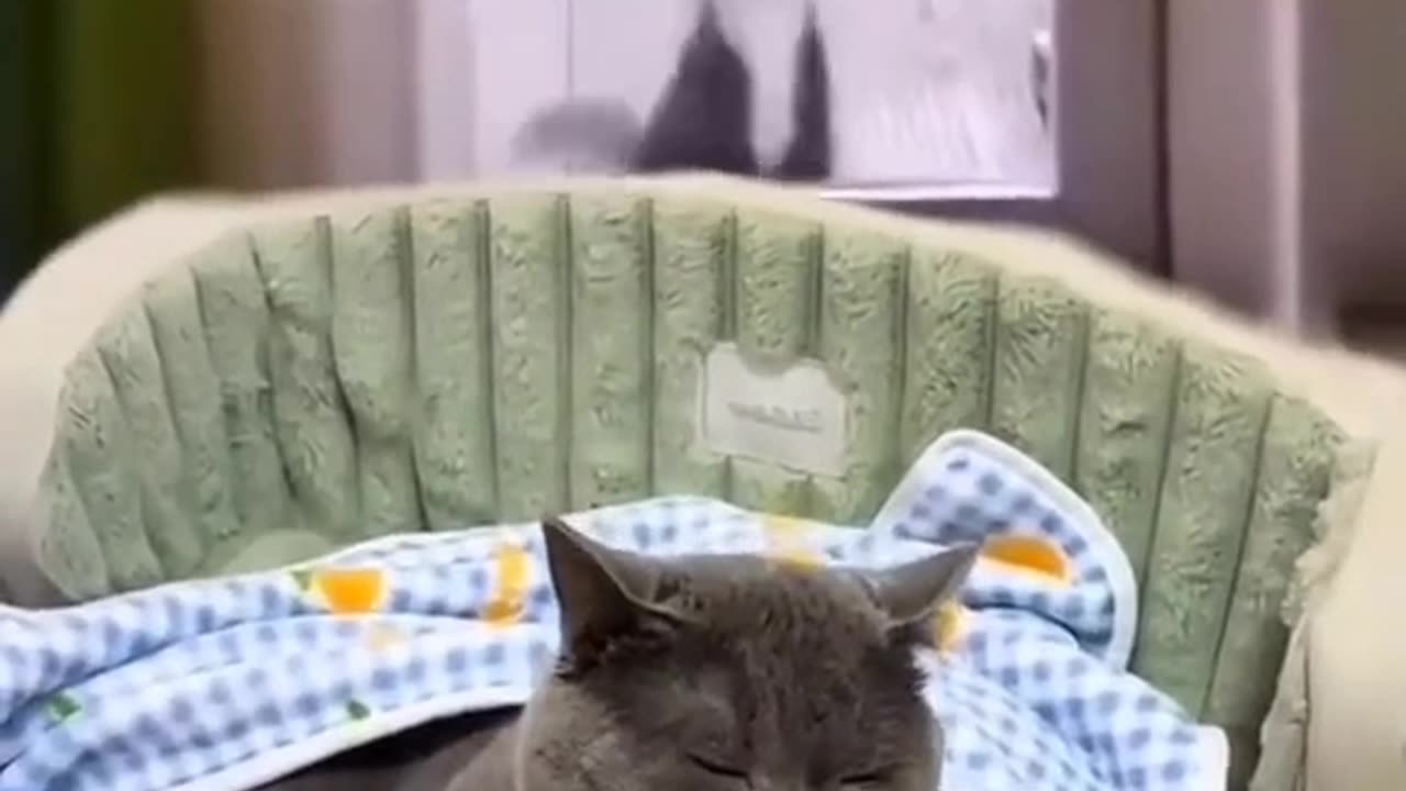 Funny cat video