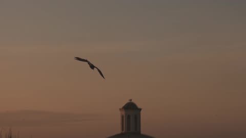 Seagull Flying in the Sunset