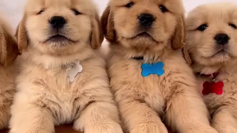 Super Handsome Golden Retriever Puppies!