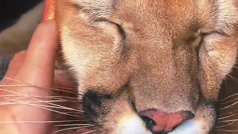 purrbaby#cute#cougar