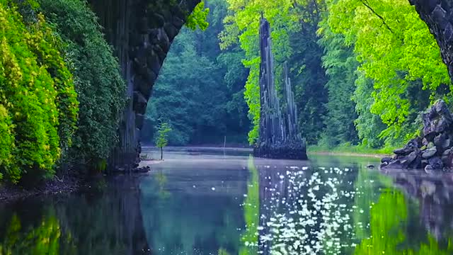 The Wizard of Oz water Forest