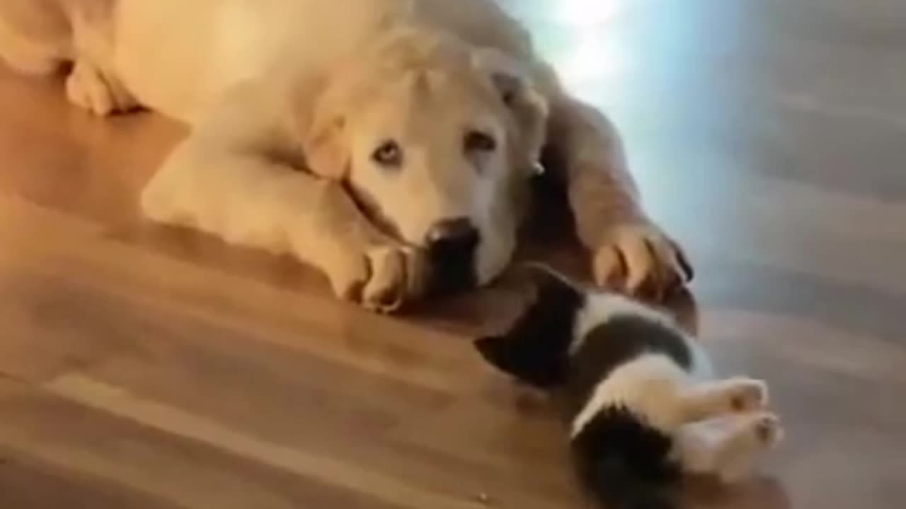 Paws and Claws: A Dog and a Cat's Amazing Friendship