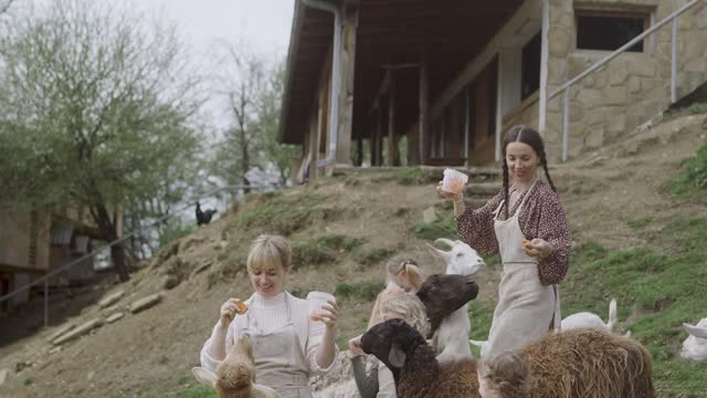 CountrySide Life - Sheeps in the village - Funny Animals