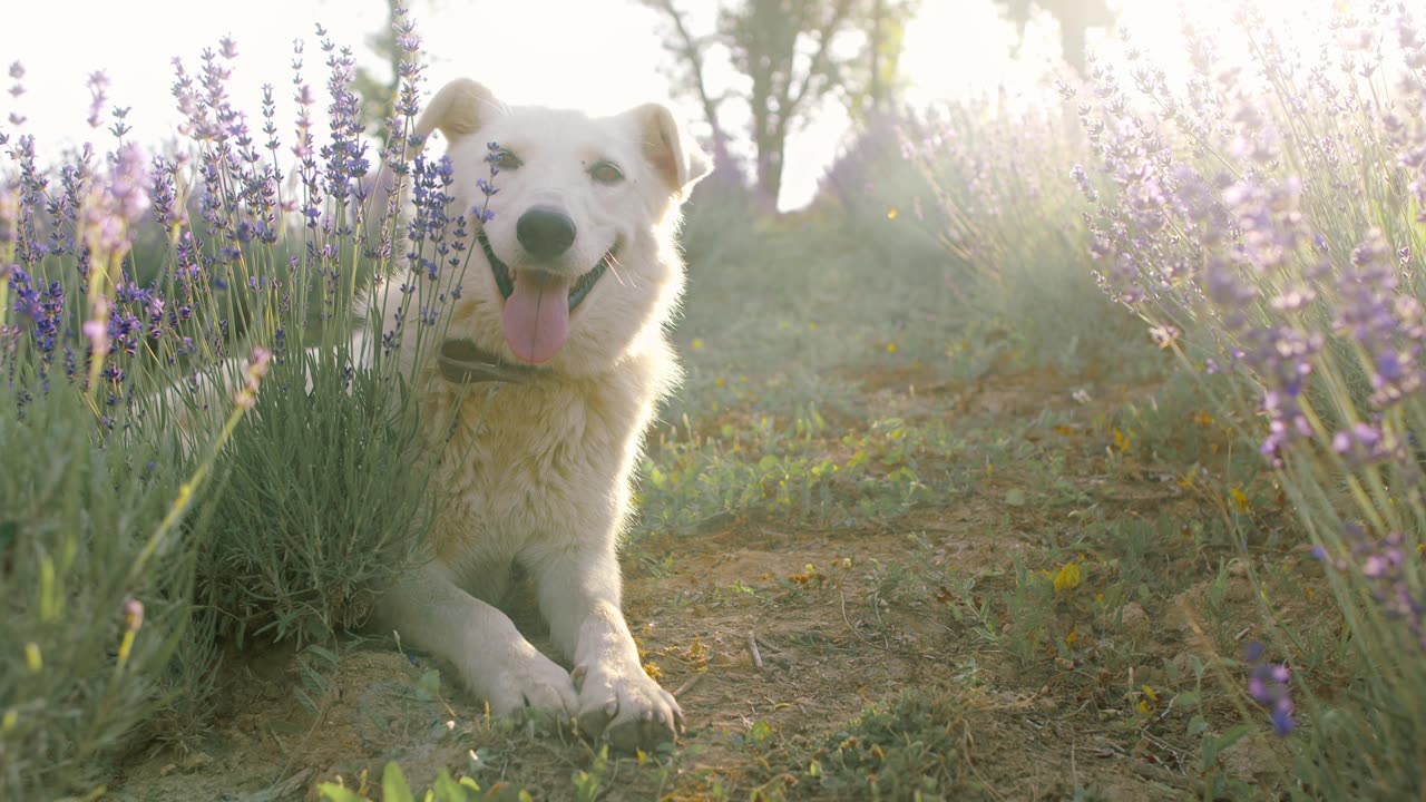 Adorable Pooch Poses Perfectly in a Picturesque Lavender Field