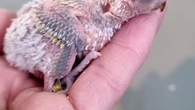 Little small chick