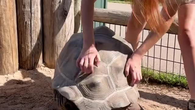 Can tortoises feel shell scratches?