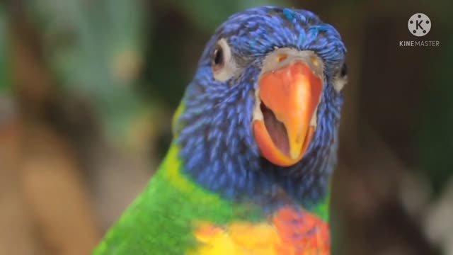 FUNNY VIDEO