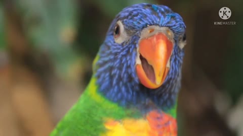 FUNNY VIDEO