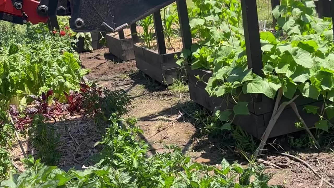 Stunning veg garden