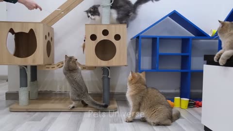 Cats and dogs. Hilarious video compilation