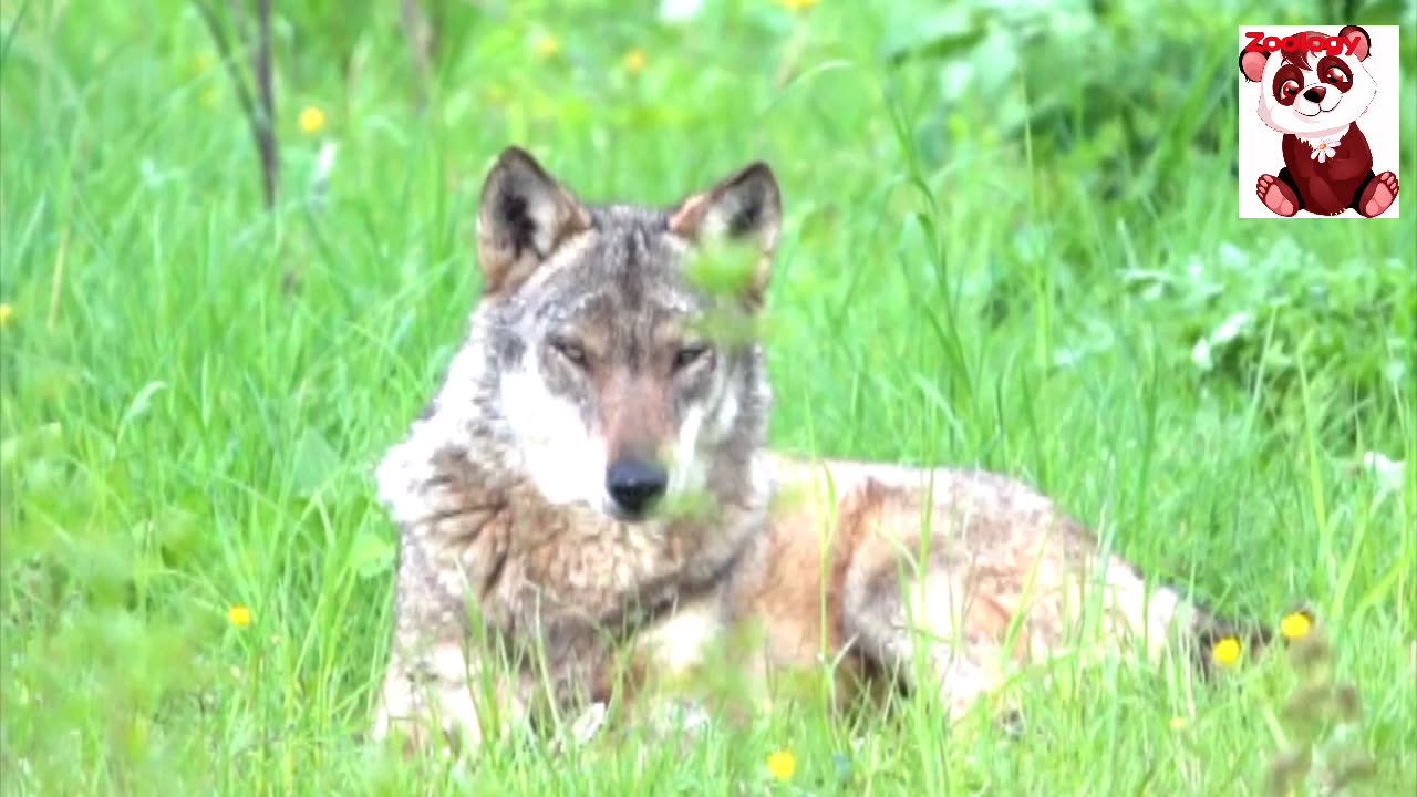 Meet the Fascinating Female Fox: Nature's Stealthy Hunter