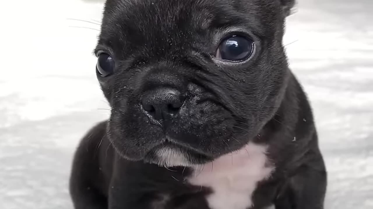 Cute & Lovely puppy!