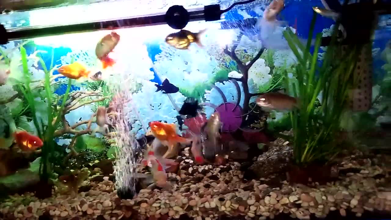 how cute they are