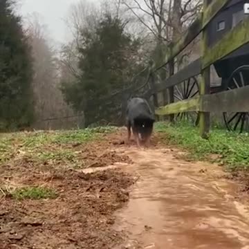 what a brilliant dog !