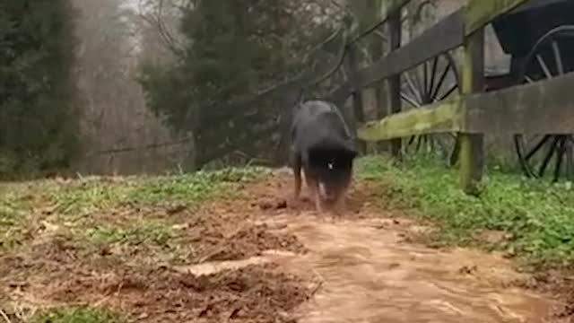 what a brilliant dog !