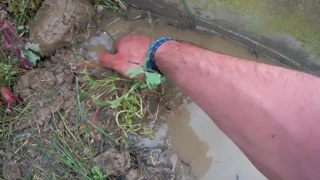 Rescue crabs to feed my turtles!8