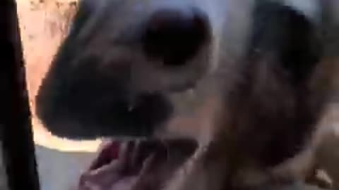 New funny cat😺 video 2023 traning for cat fun type video animals funny video