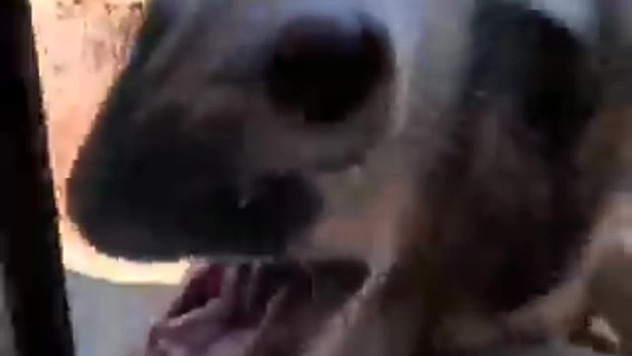 New funny cat😺 video 2023 traning for cat fun type video animals funny video