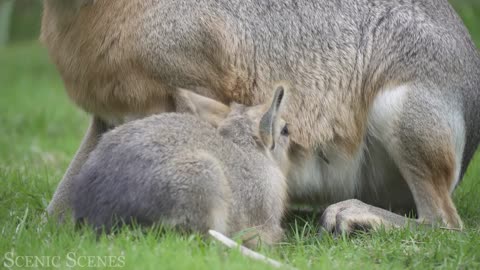 Baby animal 4k-amazing world of young animal