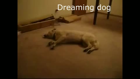 Dreaming dog , Sleep Walking Dog,Funny dog
