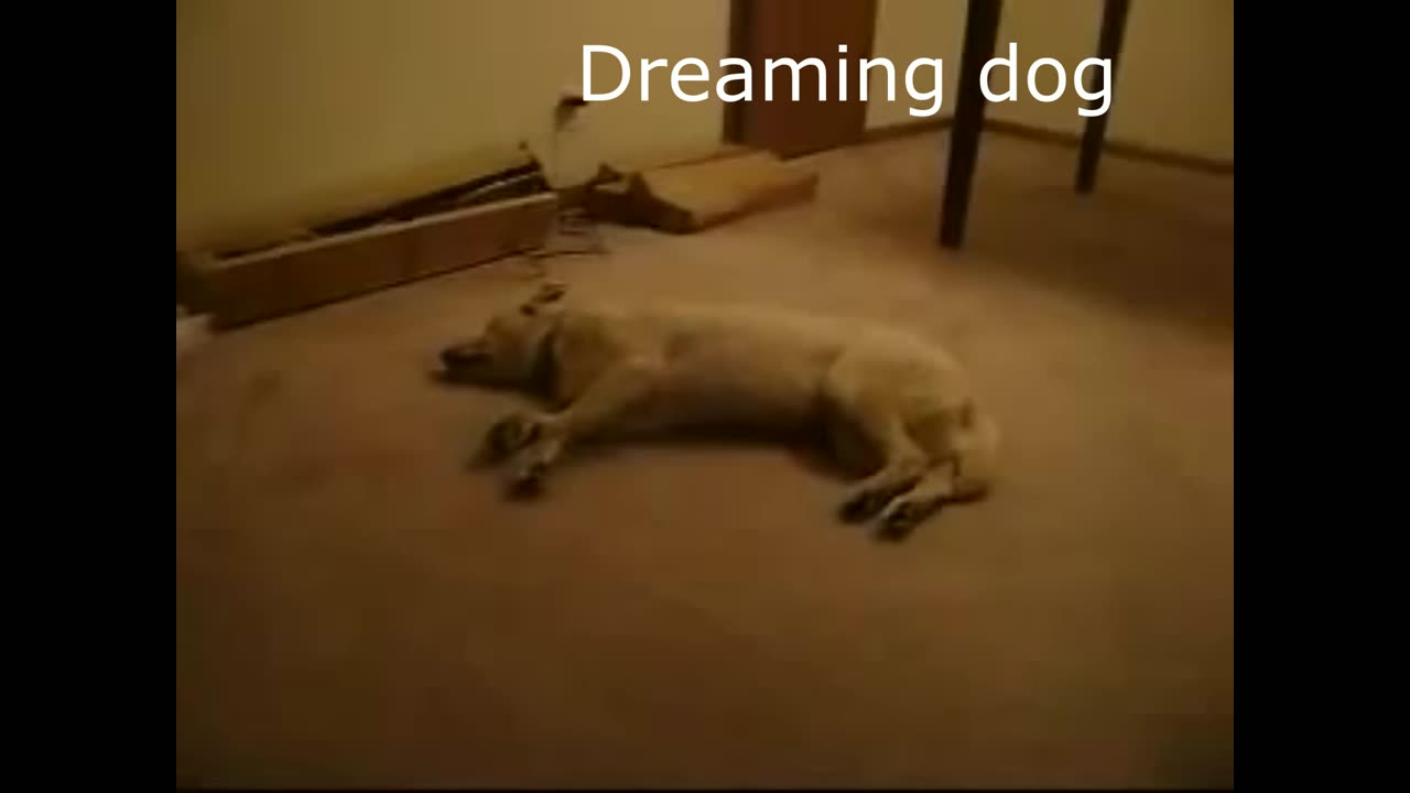 Dreaming dog , Sleep Walking Dog,Funny dog
