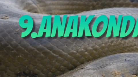 Top 10 powerful animals
