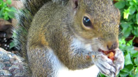 Eating Squirrel